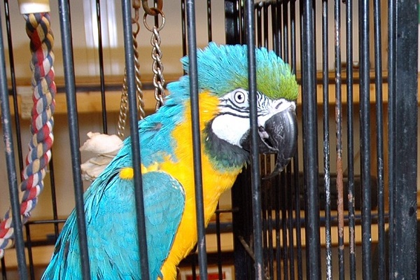 Bis Mitte der 200er Jahre waren in deutschen Zoogeschäften noch in freier Natur gefangene Papageien und andere exotische Vögel zu finden. 