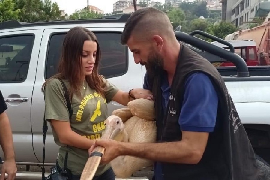Nach mehreren Monaten der Pflege ist der Rosapelikan wieder in der Freiheit.
