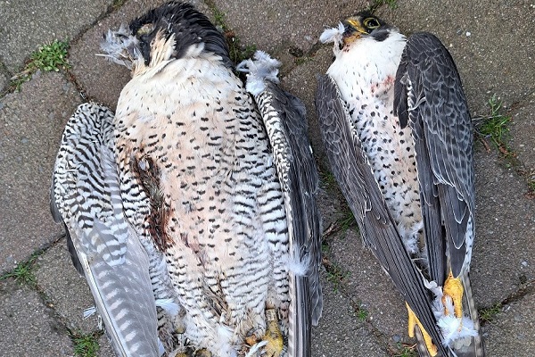 Vergiftetes Wanderfalkenbrutpaar in NRW. Die Vögel starben an dem verbotenen Kontaktgift Carbofuran. 