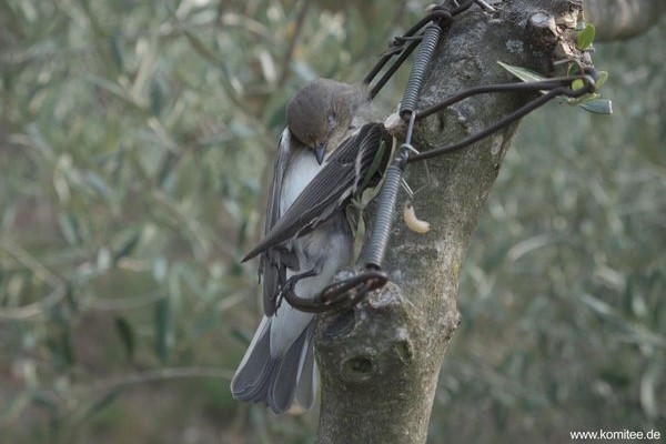 Trauerschnäpper in Schlagfalle gefangen 
