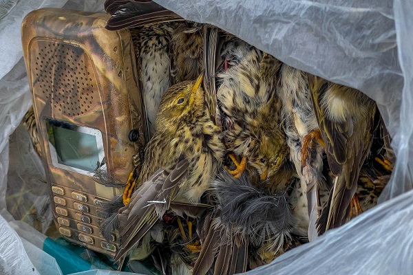 Pispole attirate con un richiamo elettroacustico di un cacciatore illegale (Cipro)