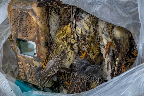 Insgesamt 39 Wiesenpieper hatte der Wilderer vor seiner Festnahme geschossen. 