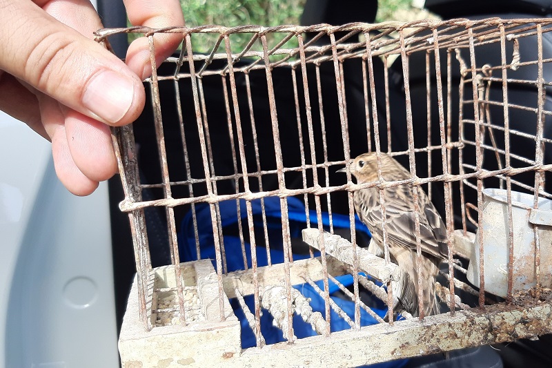 Bei dem Vogelfänger sichergestellter Rotkehlpieper