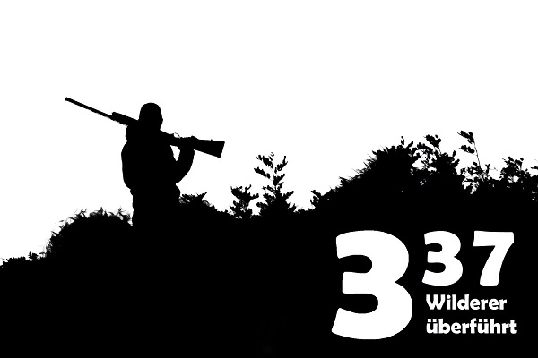 Im Jahr 2024 haben Komitee-Teams in sieben Ländern insgesamt 337 Wilderer mit der Polizei geschnappt. 