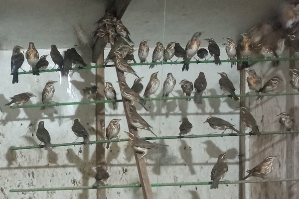 In Polen bei einem italienischen Vogelfänger sichergestellte Drosseln