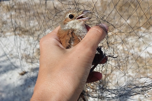 Dieser junge Neuntöter wurde von Komitee-Aktiven auf Zypern aus einem Fangnetz befreit.