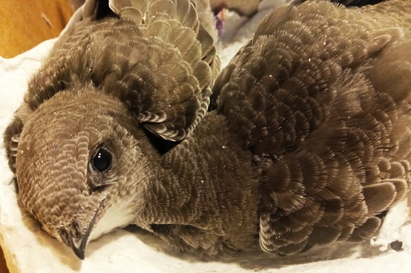 Mauersegler und andere Gebäudebrüter verlieren durch Sanierungs- und Abrissarbeiten häufig ihre Brutplätze. Zusätzlich machen ihnen die steigenden Temperaturen während der Brutzeit zu schaffen. 