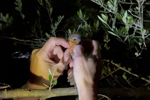Das Rotkehlchen konnte von unserem Team gerettet werden. 