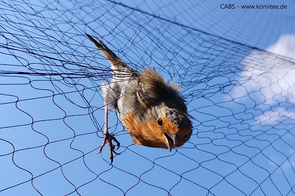 Dieses Rotkehlchen wurde bei unseren Aktionen im Mittelmeerraum sicher aus dem Netz befreit befreit. 