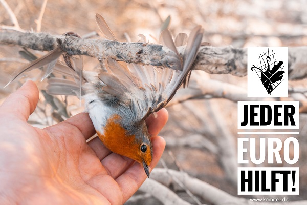 Rotkehlchen auf einer Leimrute in Zypern - der Vogel wird grade von einem Komitee-Mitglied gerettet und wieder freigelassen. 