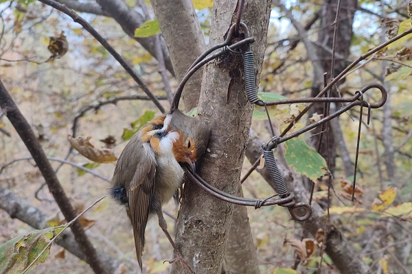 Rotkehlchen in Schlagfalle in den Bergen westlich des Gardasees.