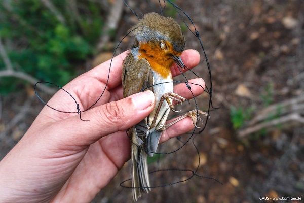 Rotkehlchen gehören auf Sardinien zu den häufigsten mit Schlingen gefangenen Vögeln.