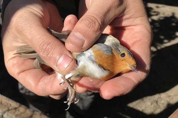 Am Comer See aus den Händen eine Vogelfängers befreites Rotkehlchen (März 2023)