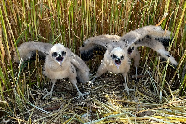 Diese jungen Rohrweihen wären beinahe im Mähdrescher gelandet - ein Landwirt konnte die Erntemaschine zum Glück rechtszeitig stoppen und hat die Vögel damit grettet.