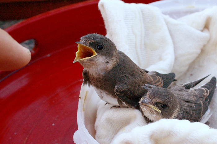Piccoli topini (rondini della sabbia) allevati a mano