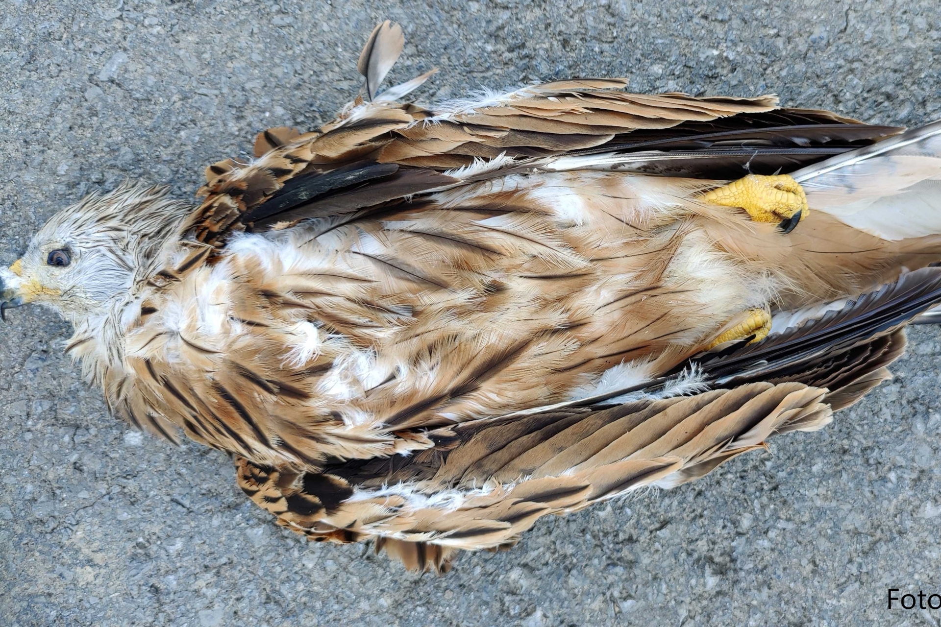 Vergifteter adulter Rotmilan aus Soest