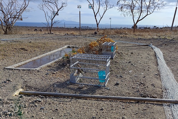 Illegaler Vogelfangplatz mit Lockvögeln auf Santorin