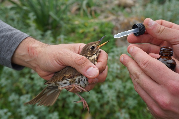 Die von unseren Ehrenamtlichen gerettete Singdrossel bekommt kurz vor ihrer Freilassung noch etwas Wasser. 
