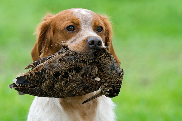 Jagdhund mit apportierter Waldschnepfe