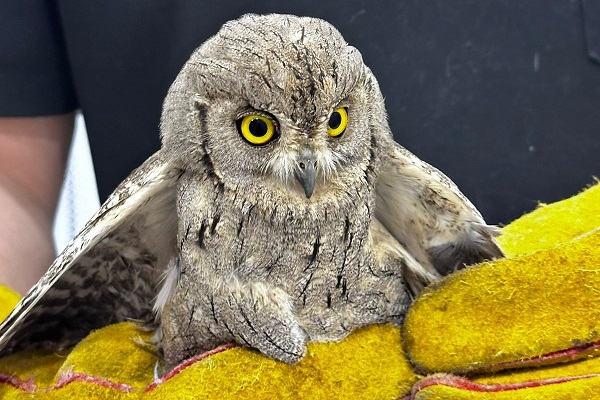 Die Zwergohreule im Libanon hatte Glück im Unglück. 