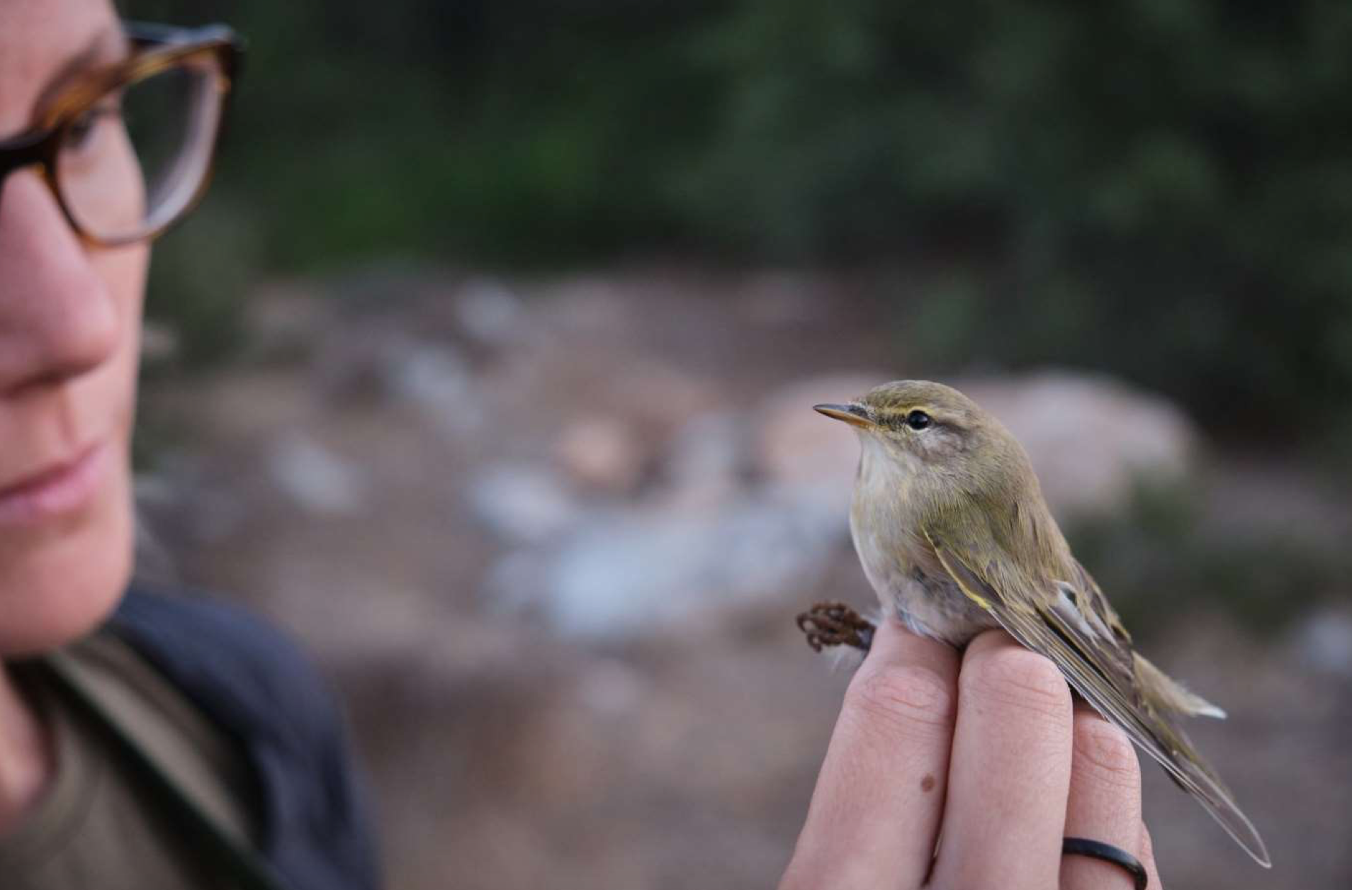 Der Zilpzalp wurde von unseren Bird Guards gerettet. 