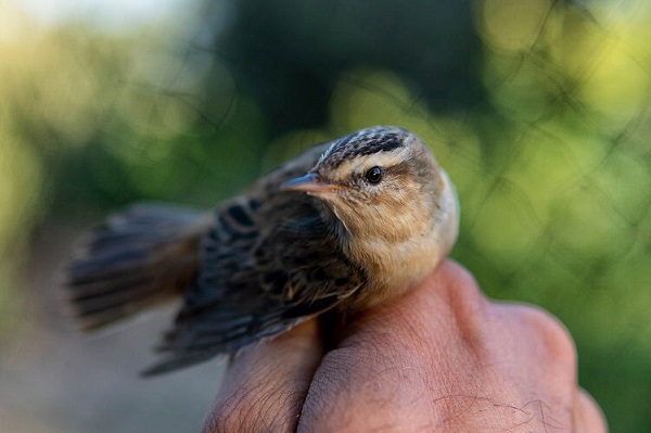 Aus einem illegalen Fangnetz geretteter Schilfrohrsänger 