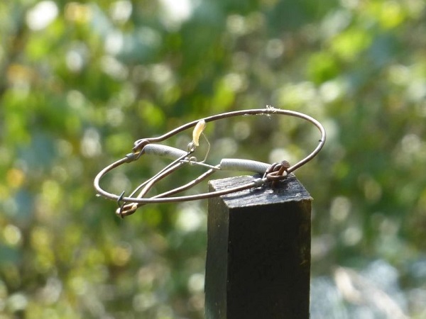 Schlagfalle für Rotkehlchen in Brescia/Norditalien