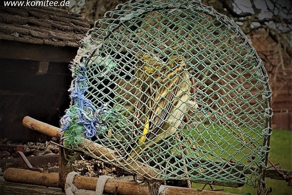 Gefangener Erlenzeisig im Landkreis Fulda