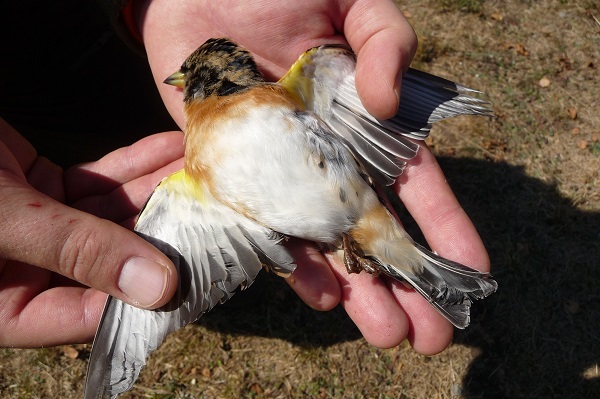 Wenn es nach der italienischen Regierung ginge, würden Bergfinken entgegen EU-Recht bald wieder jagdbar sein