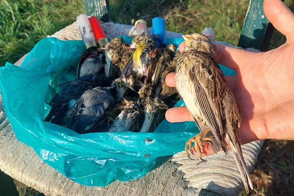 Auch eine geschützte Grauammer wurde von den Jägern abgeschossen.