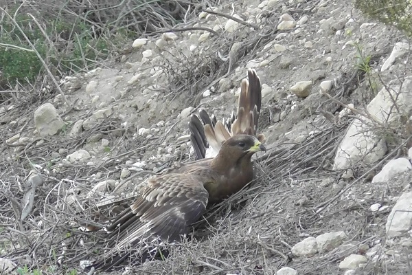 Abgeschossener juveniler Wespenbussard auf Malta