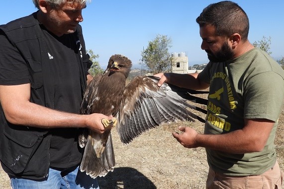 Schreiadler gehören zu den häufigsten Opfern von Wilderern im Libanon. 