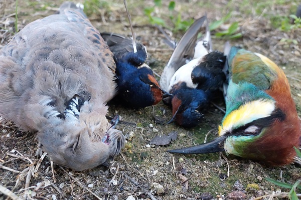 Neben Turteltauben werden auf Zakynthos auch viele andere geschützte Arten wie Schwalben, Pirole, Bienenfresser oder Greifvögel abgeschossen. 