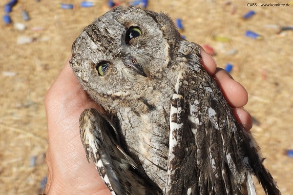 Leider nur eine von sehr vielen: Illegal im Nordlibanon während der ausufernden Nachtjagd geschossene Zwergohreule. 