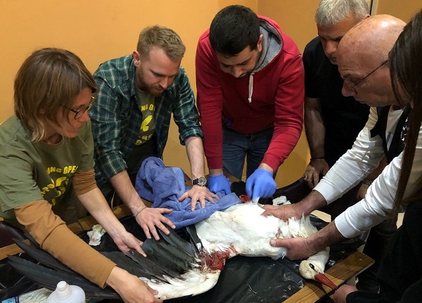 Untersuchung eines abgeschossenen Weißstorchs. 