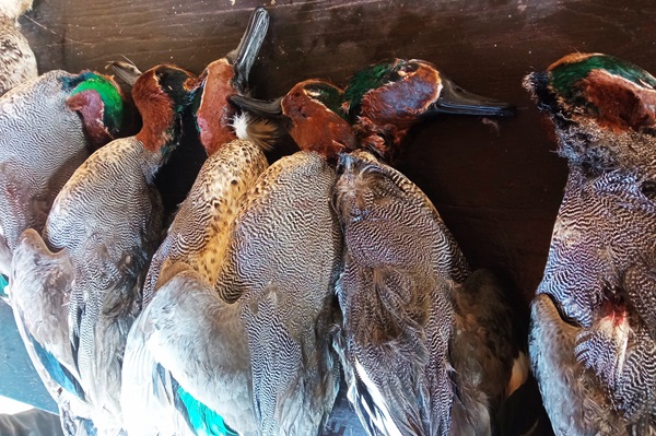 Während der Aktionen in den letzten zwei Wochen wurden 40 illegal geschossene Krickenten beschlagnahmt. 