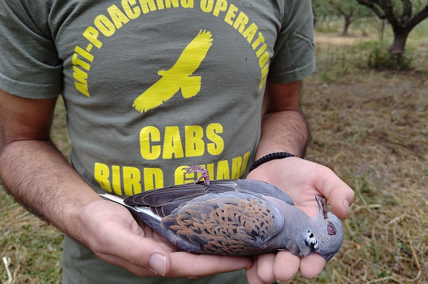 Komitee-Mitarbeiter mit illegal geschossener Turteltaube (Griechenland, April 2024)