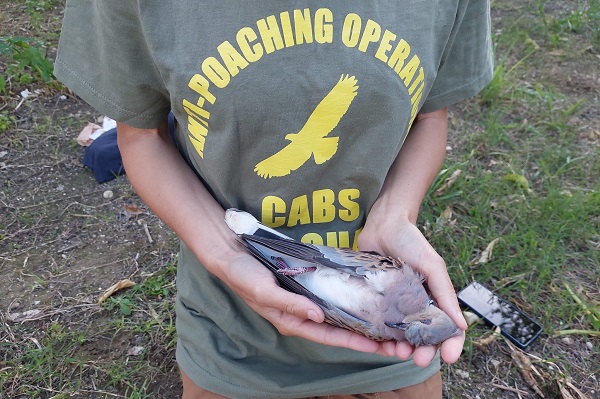 An vielen Stellen auf Zakynthos findet unser Team abgeschossene Turteltauben oder deren Überreste. 