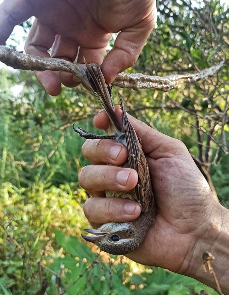 Rettung eines jungen Neuntöters von einer illegalen Leimrute