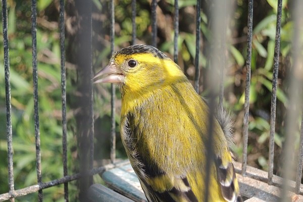 Erlenzeisig in Käfig. 