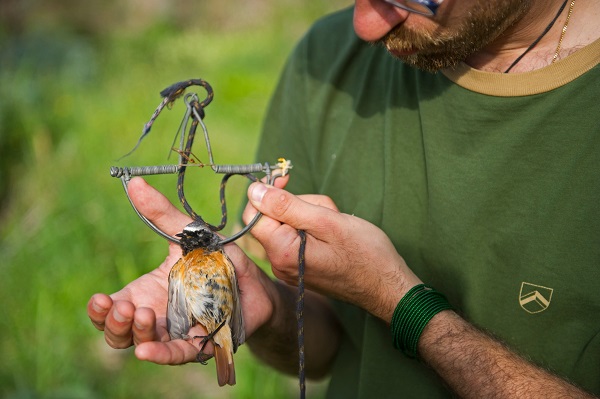 Komitee-Mitglied mit einem in einer Schlagfalle gefangenen Gartenrotschwanz in Süditalien.
