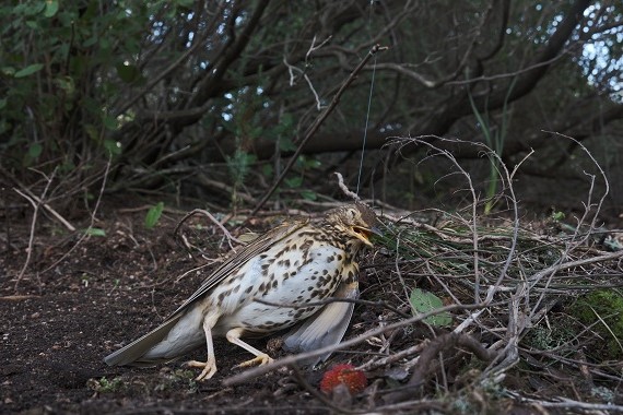 Tückische Fallen: Schlingen auf Sardinien. Hier wurde eine Singdrossel gefangen.
