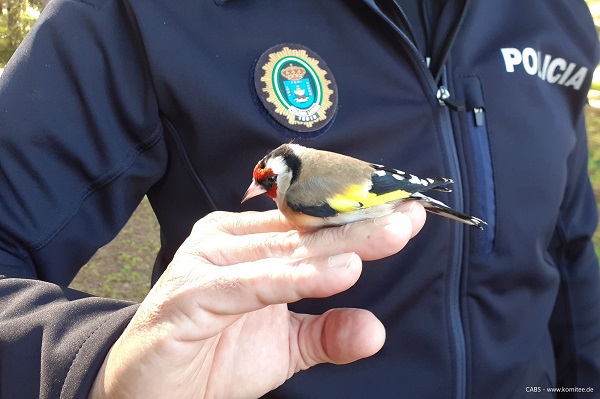 Unter den 23 in Andalusien freigelassenen Vögeln waren einige Stieglitze. 