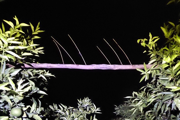 Leimruten werden in Spanien nachts in Bäumen platziert - die Fallen sind für die Tiere völlig unsichtbar 