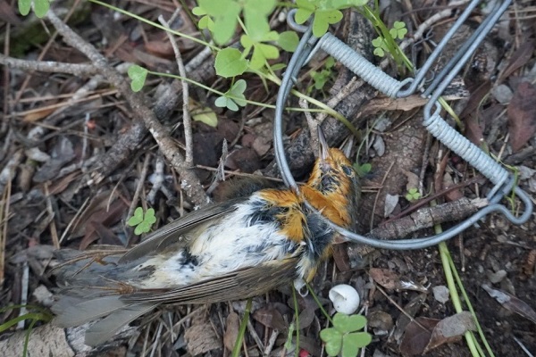 Rotkehlchen in spanischer Schlagfalle