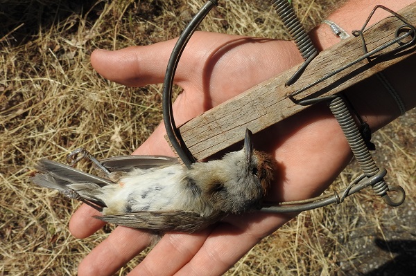 Mönchsgrasmücke in illegaler spanischer Schlagfalle