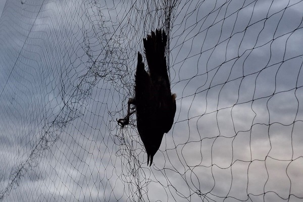 Singdrossel in spanischem Fangnetz