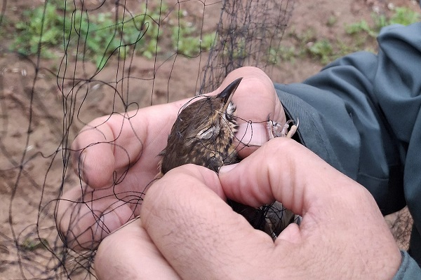 Aus einem Netz befreite Singdrossel in Ostspanien