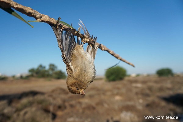 Der Sperling konnte von der Leimrute gerettet und freigelassen werden. 