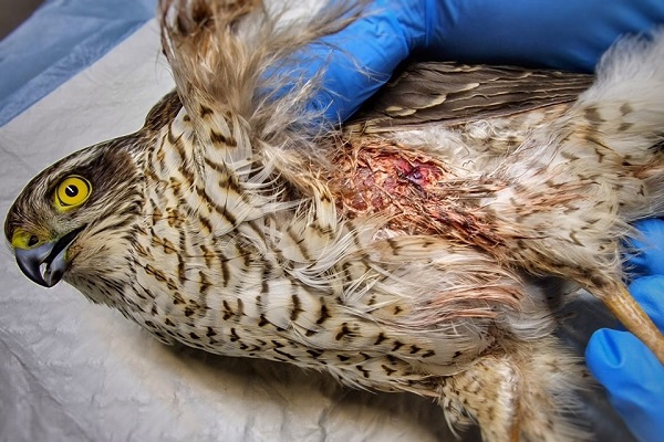 Das Sperberweibchen hatte großes Glück. Es überlebte und konnte mittlerweile wieder ausgewildert werden. 